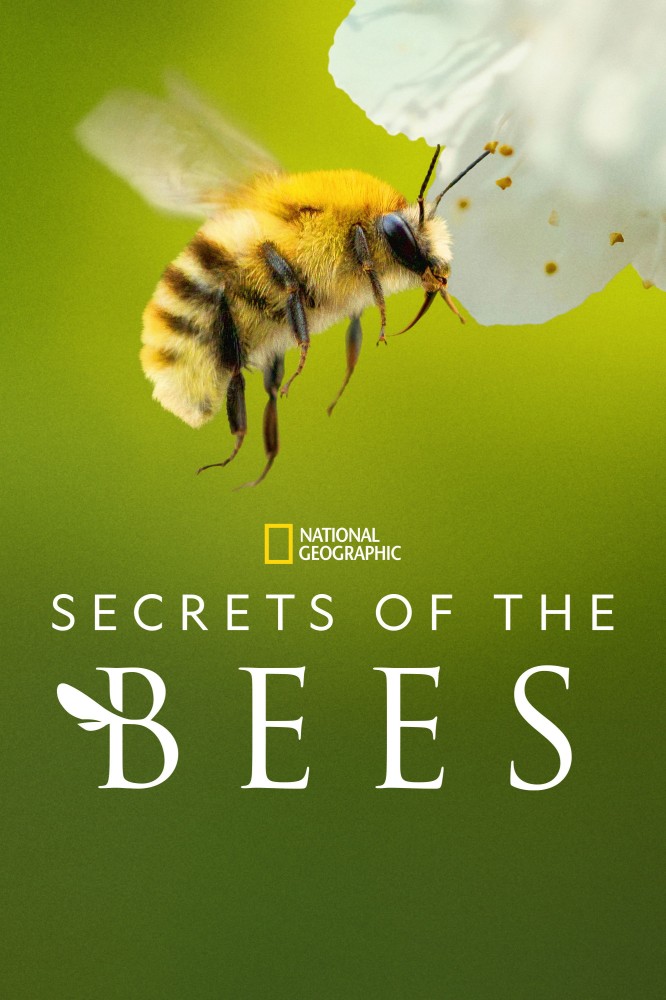Secrets of the Bees Season 1 (Complete)